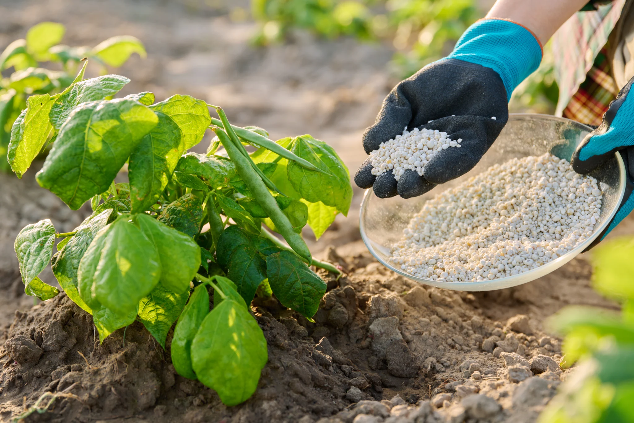 Pessoa com luvas segurando um recipiente de vidro com fertilizante granulado próximo a plantações em solo seco.